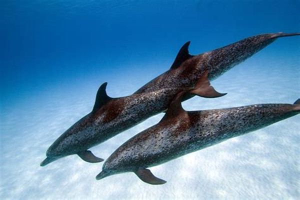 花斑原海豚