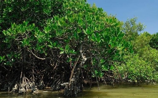红树林1.jpg 红树林1.jpg