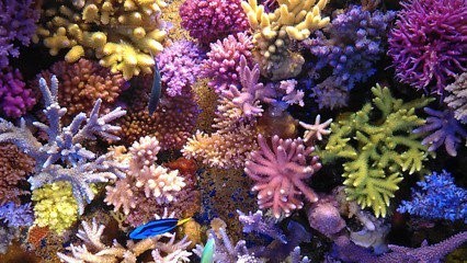瑚礁1.jpg 瑚礁1.jpg