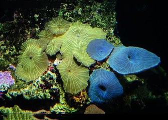 珊瑚礁2.jpg 珊瑚礁2.jpg