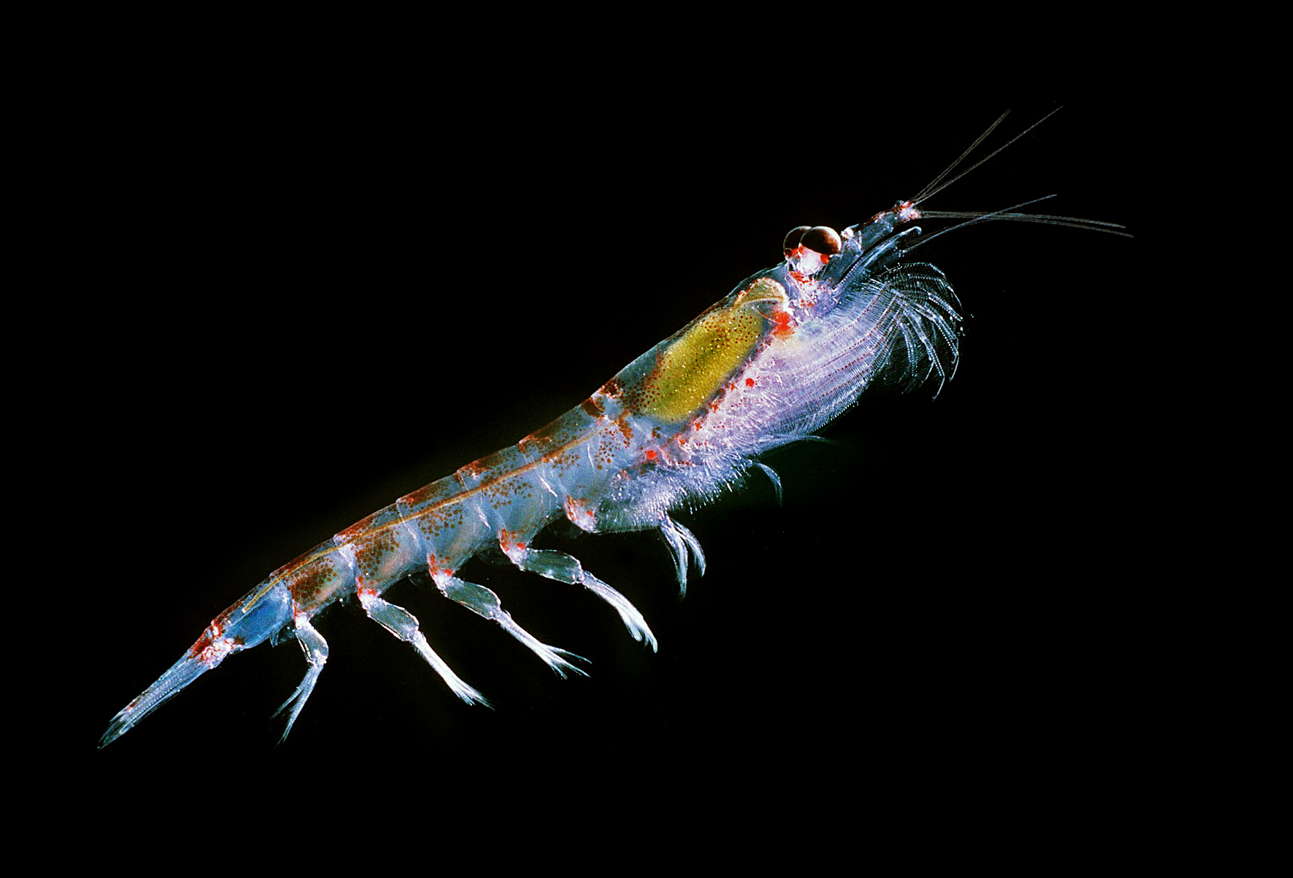 Antarctic_krill_(Euphausia_superba).jpg Antarctic_krill_(Euphausia_superba).jpg